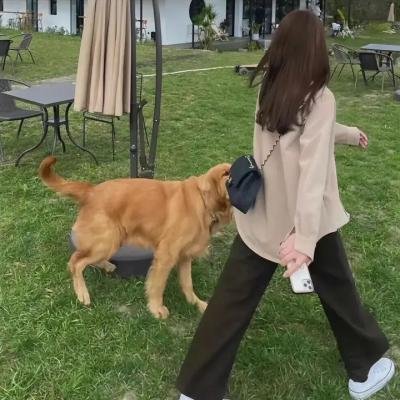 飞龙引凤